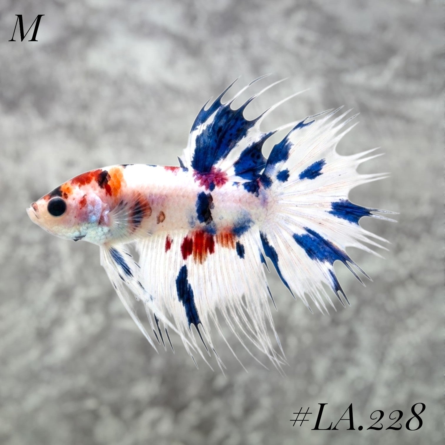 MULTICOLOR BLUE TIGER GALAXY CROWNTAIL MALE #LA.228
