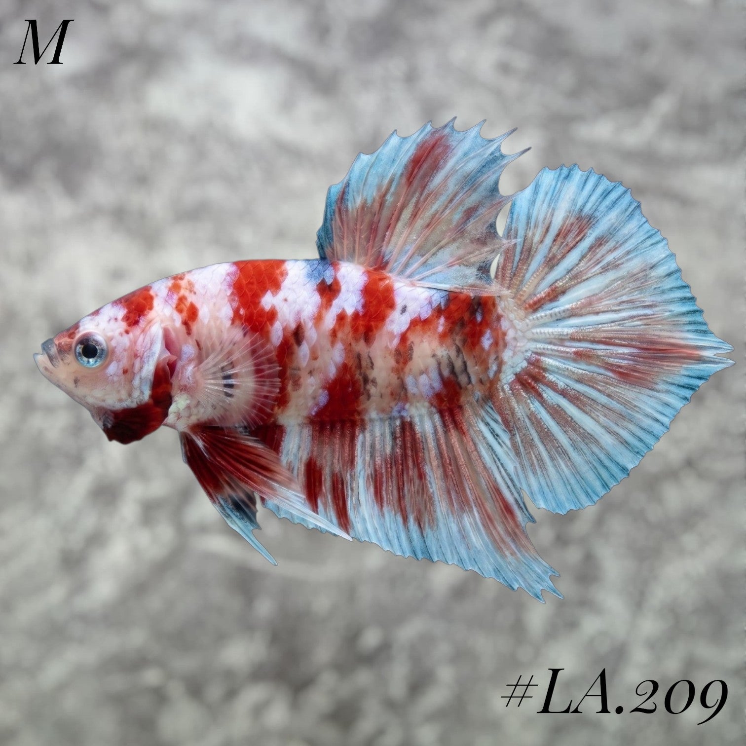 WHITE BARONGSAI GOLD PURPLE SHIMMER GALAXY HMPK MALE #LA.209