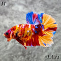 MULTICOLOR PURPLE RED YELLOW SHIMER GALAXY MALE #LA.14