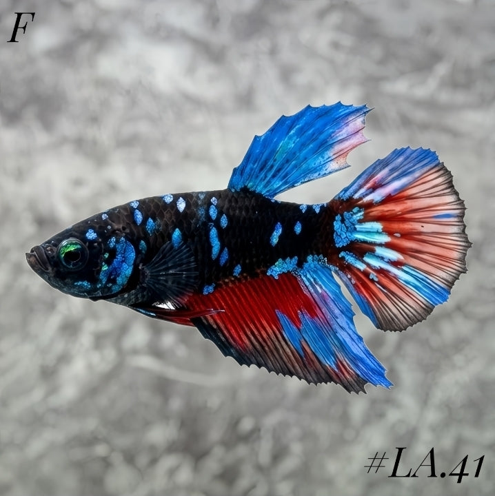 AVATAR BLACKSTAR VAMPIRE HALFMOON FEMALE #LA.41