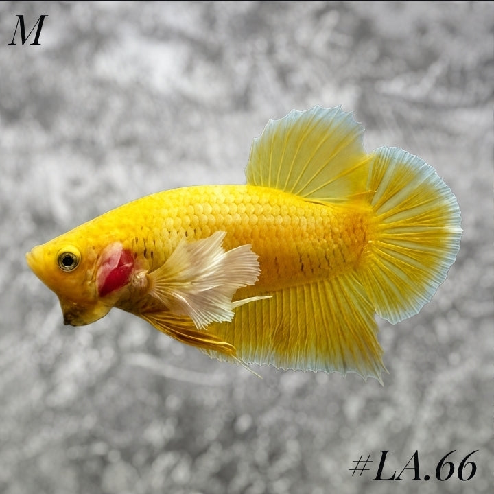 SOFT GOLD BUTTERFLY DUMBO EARS HMPK MALE #LA.66