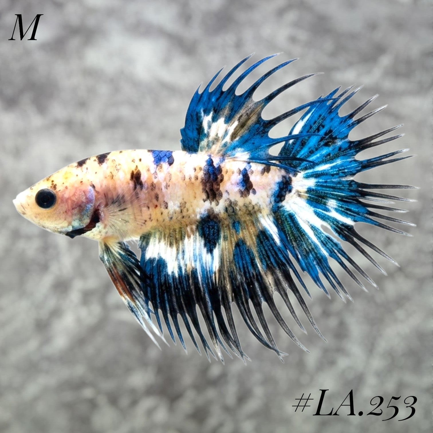 MULTICOLOR NEMO GALAXY  CROWNTAIL MALE #LA.253
