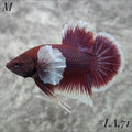 PURPLE LAVENDER BUTTERFLY DUMBO EARS HMPK MALE #LA.71