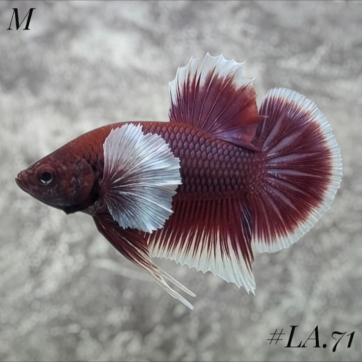 PURPLE LAVENDER BUTTERFLY DUMBO EARS HMPK MALE #LA.71