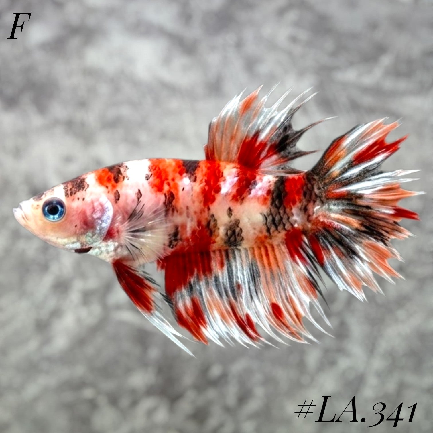 MULTICOLOR LEOPARD RED FULL EGG CROWNTAIL FEMALE #LA.341