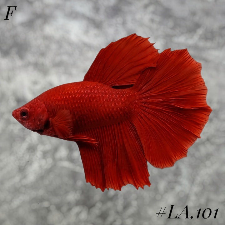 SOLID SUPER RED HALFMOON FEMALE #LA.101