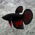BLACKVAMPIRE HALFMOON FEMALE #LA.19