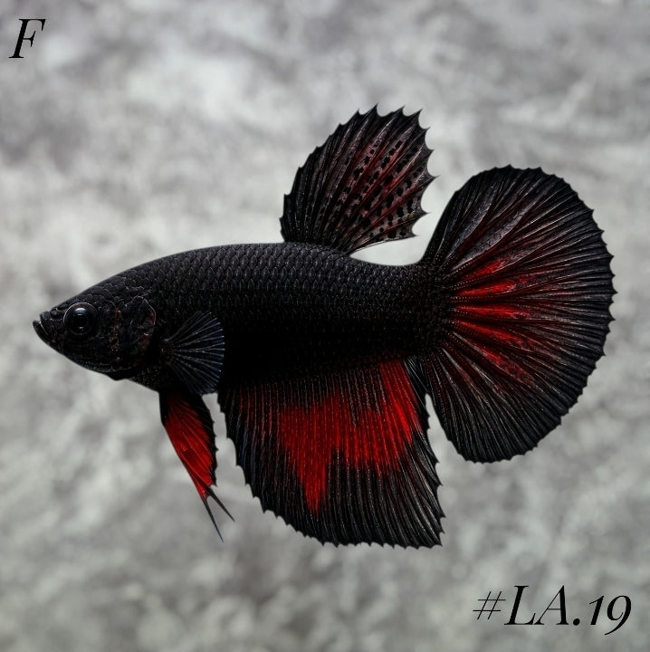 BLACKVAMPIRE HALFMOON FEMALE #LA.19