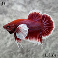 PURPLE LAVENDER BUTTERFLY DUMBO EARS HMPK MALE #LA.61