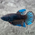 AVATAR BLUESTAR GALAXY FULL EGG HALFMOON FEMALE #LA.256