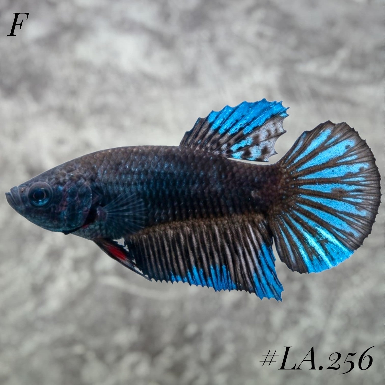 AVATAR BLUESTAR GALAXY FULL EGG HALFMOON FEMALE #LA.256