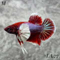 PURPLE LAVENDER BUTTERFLY DUMBO EARS HMPK MALE #LA.77