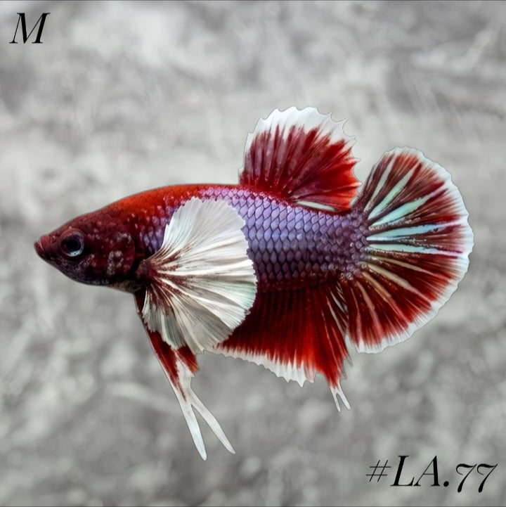 PURPLE LAVENDER BUTTERFLY DUMBO EARS HMPK MALE #LA.77