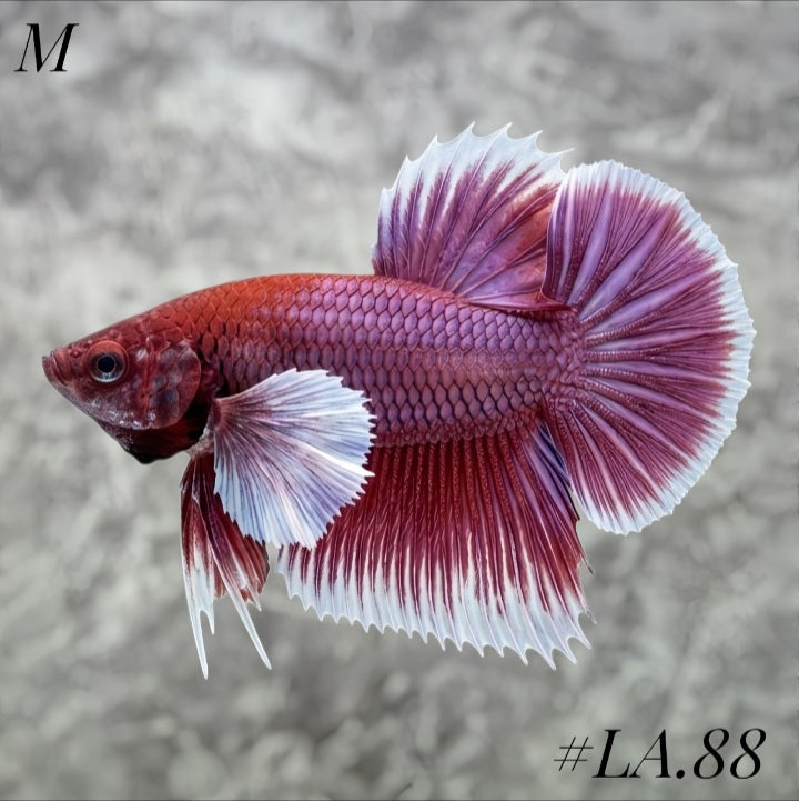 PURPLE LAVENDER BUTTERFLY DUMBO EARS HMPK MALE #LA.88
