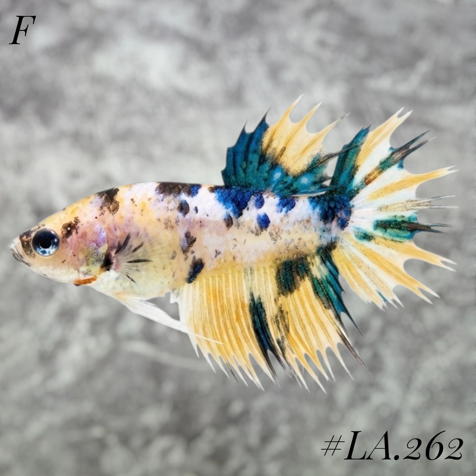 MULTICOLOR YELLOW TIGER GALAXY FULL EGG CROWNTAIL FEMALE #LA.262