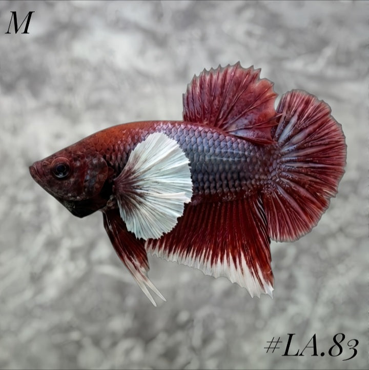 PURPLE LAVENDER BUTTERFLY DUMBO EARS HMPK MALE #LA.83