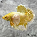 SOFT GOLD BUTTERFLY DUMBO EARS HMPK MALE #LA.06