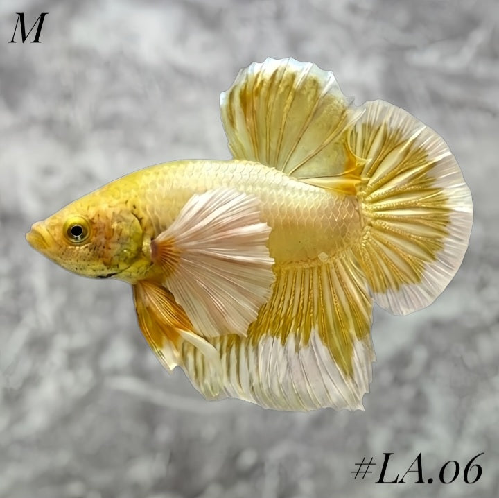 SOFT GOLD BUTTERFLY DUMBO EARS HMPK MALE #LA.06