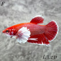 BUTTERFLY SALAMANDER DUMBO EARS HMPK MALE #LA.231