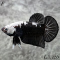 BLACK SAMURAI SNOW HEAD HMPK FEMALE #LA.326