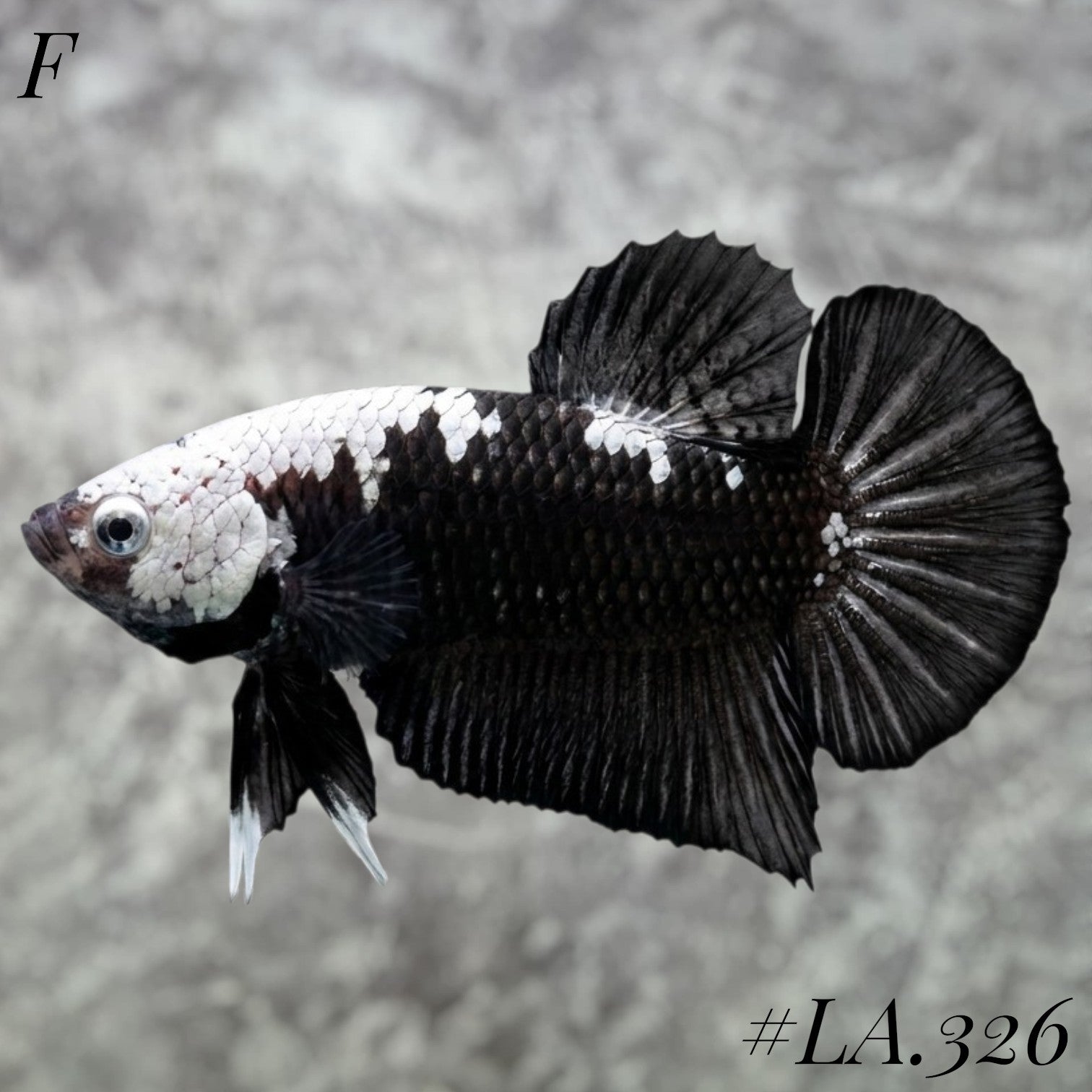 BLACK SAMURAI SNOW HEAD HMPK FEMALE #LA.326