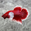 PURPLE LAVENDER BUTTERFLY DUMBO EARS HMPK MALE #LA.17