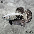 SNOW BLACK SAMURAI HMPK MALE #LA.63