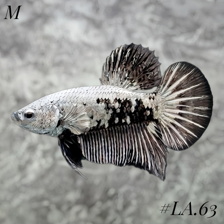 SNOW BLACK SAMURAI HMPK MALE #LA.63