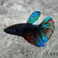 AVATAR BLACKSTAR VAMPIRE HALFMOON FEMALE #LA.93