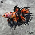 MULTICOLOR ORANGE TIGER CROWNTAIL MALE #LA.113