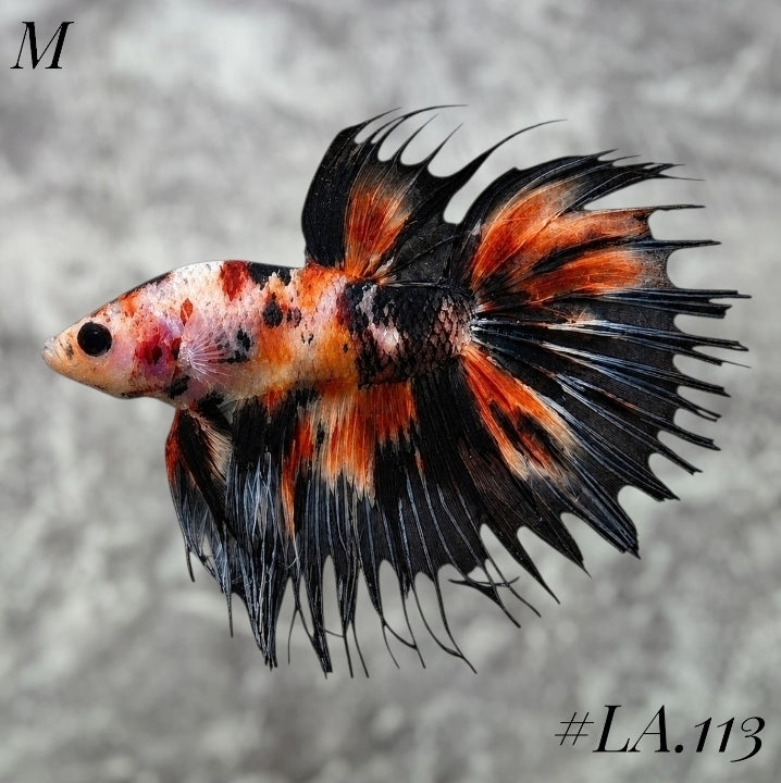 MULTICOLOR ORANGE TIGER CROWNTAIL MALE #LA.113