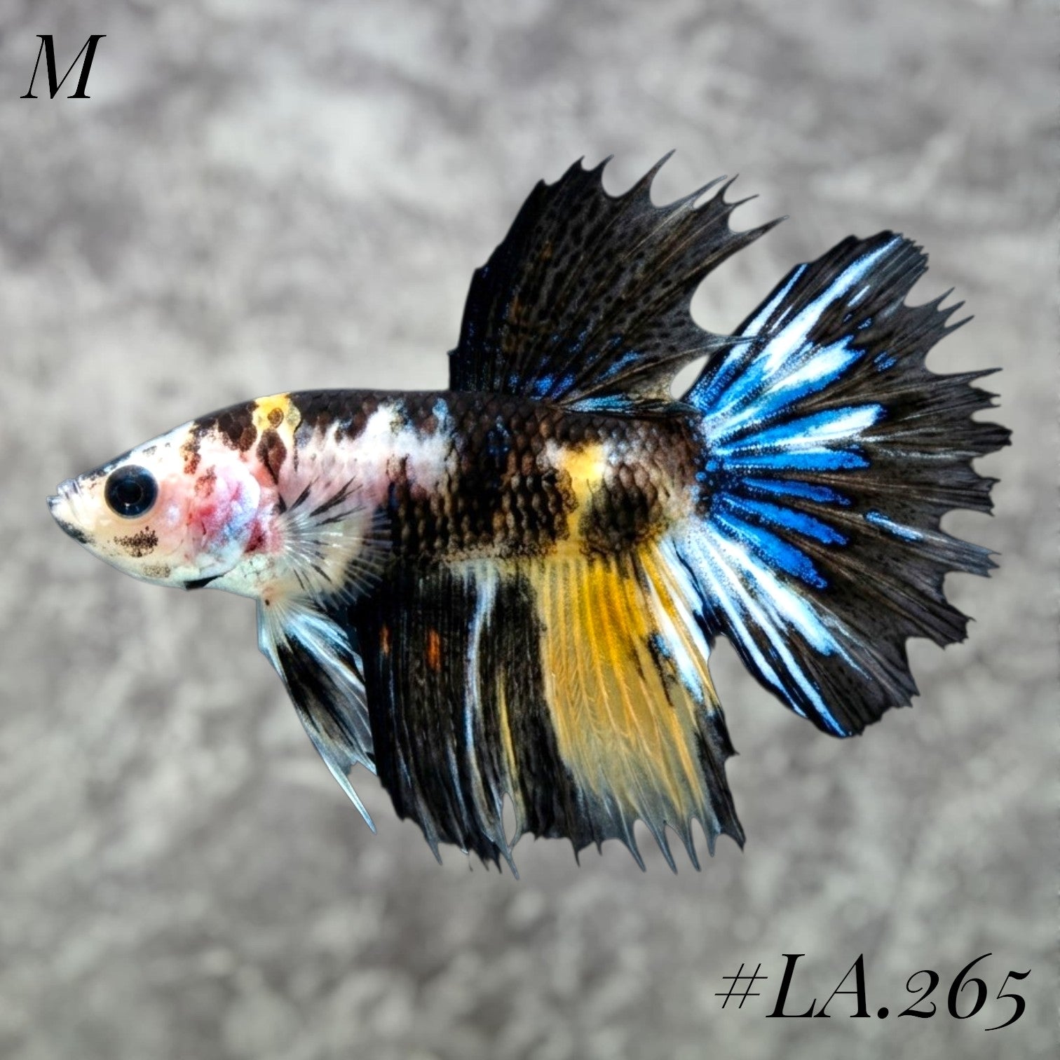 MULTICOLOR YELLOW TIGGER  CROWNTAIL MALE #LA.265