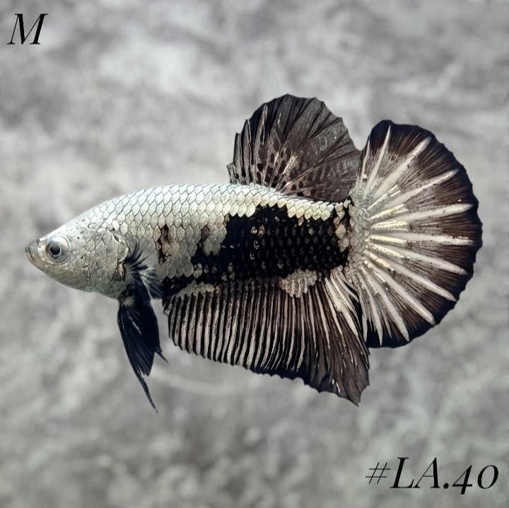 SNOW BLACK SAMURAI HMPK MALE #LA.40