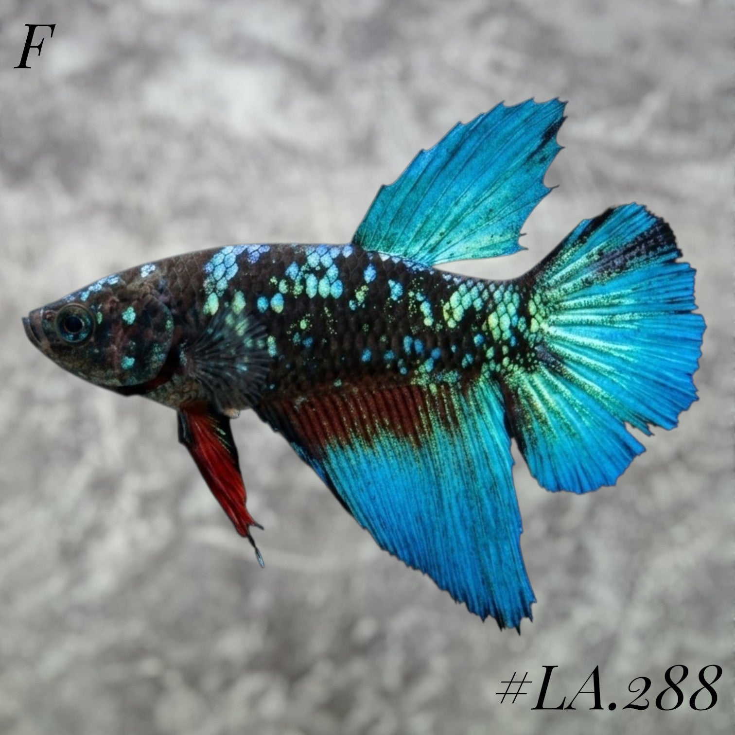 AVATAR BLUESTAR TORQOUISE FULL EGG HALFMOON FEMALE #LA.288
