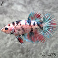 MULTICOLOR BLUE NEMO GALAXY FULL EGG CROWNTAIL FEMALE #LA.259