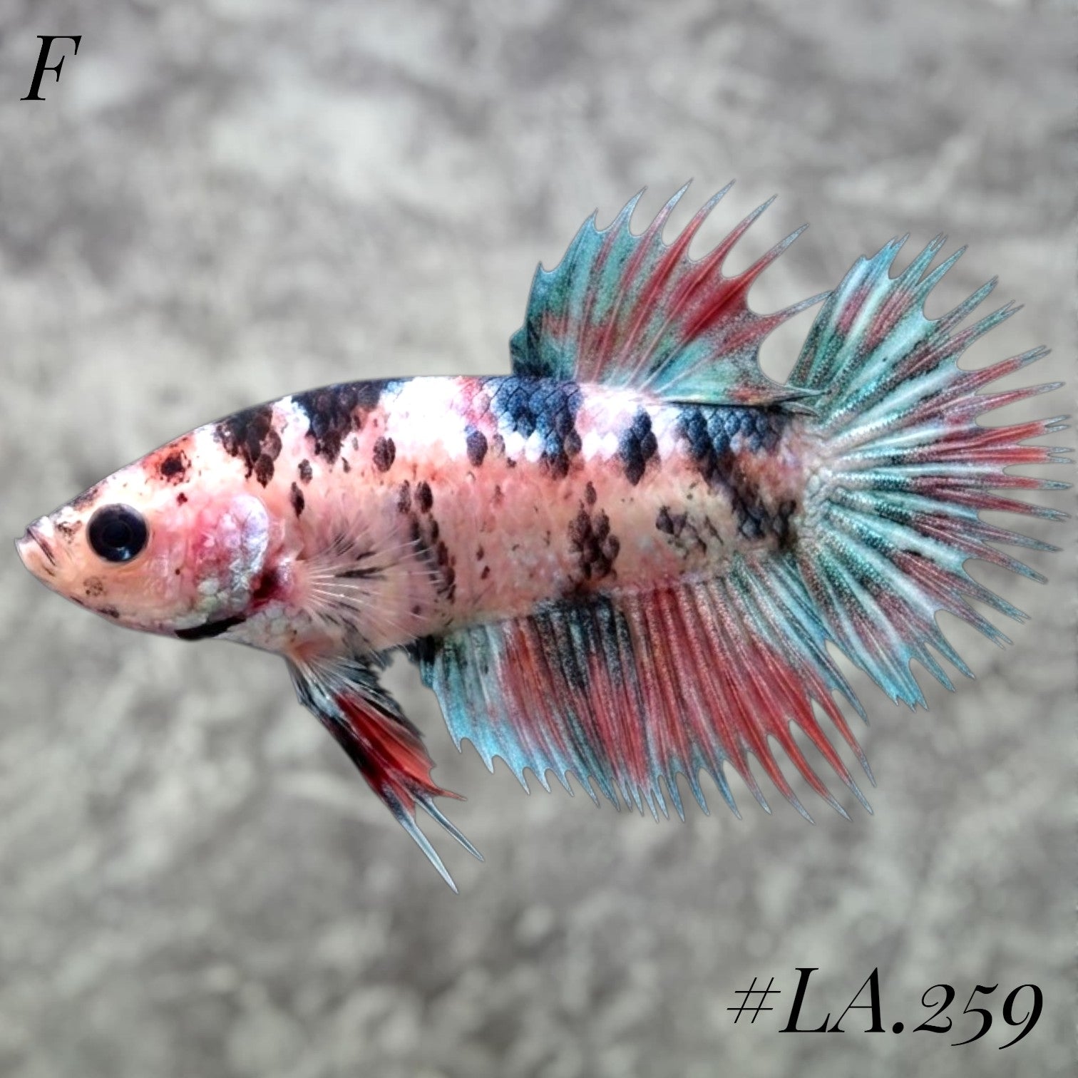 MULTICOLOR BLUE NEMO GALAXY FULL EGG CROWNTAIL FEMALE #LA.259