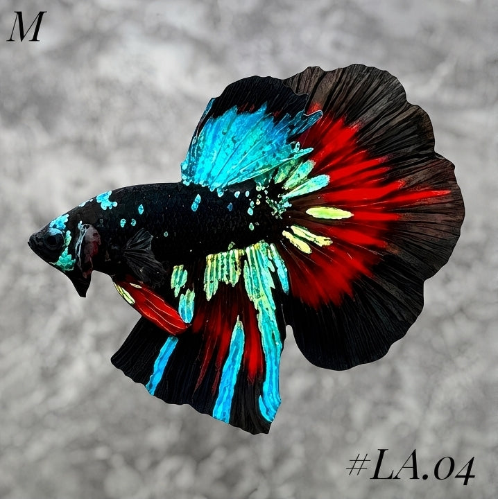 AVATAR BLACKSTAR VAMPIRE HALFMOON MALE #LA.04