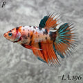 MULTICOLOR ORANGE TIGER GREEN GALAXY CROWNTAIL FEMALE #LA.196