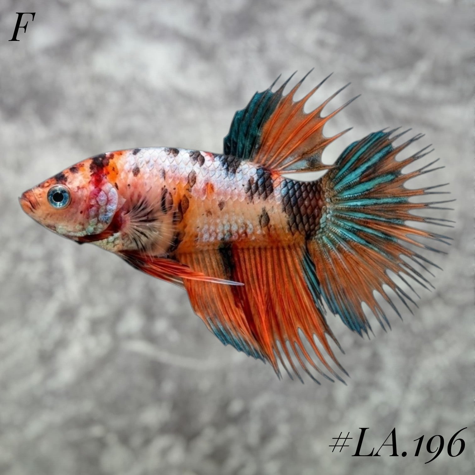 MULTICOLOR ORANGE TIGER GREEN GALAXY CROWNTAIL FEMALE #LA.196