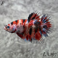MULTICOLOR LEOPARD RED GALAXY CROWNTAIL FEMALE #LA.197