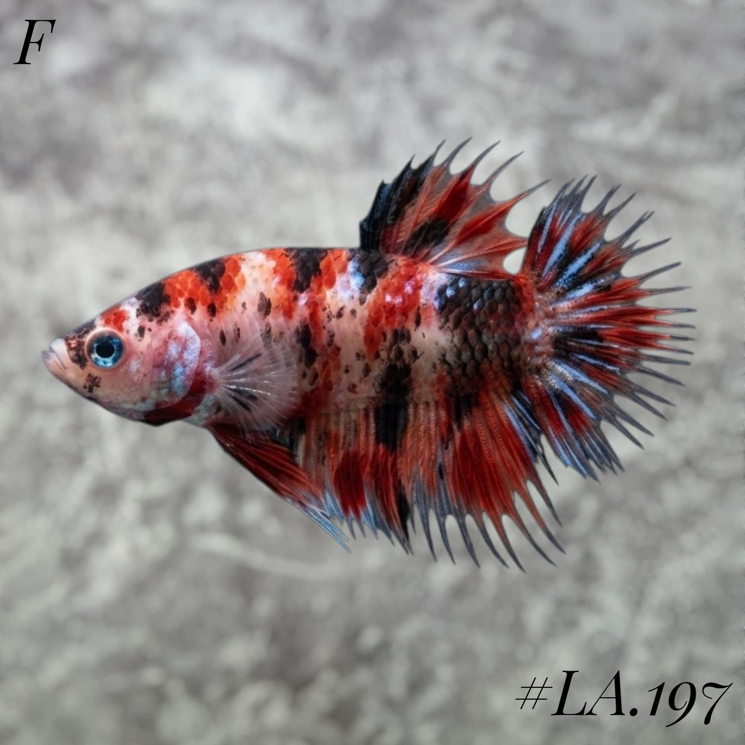 MULTICOLOR LEOPARD RED GALAXY CROWNTAIL FEMALE #LA.197