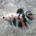 MULTICOLOR LEOPARD ORANGE GALAXY  CROWNTAIL FEMALE  #LA.270