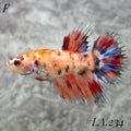 CROWNTAIL ORANGE RED FULL EGG  FEMALE #LA.234