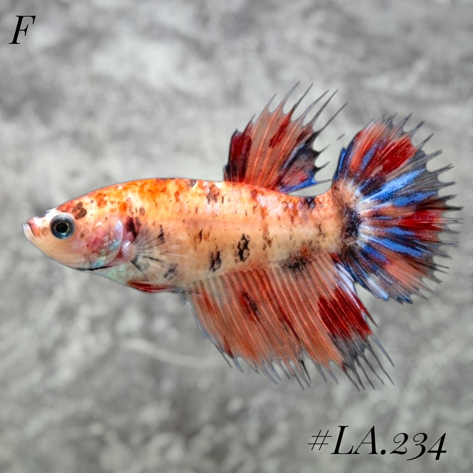 CROWNTAIL ORANGE RED FULL EGG  FEMALE #LA.234