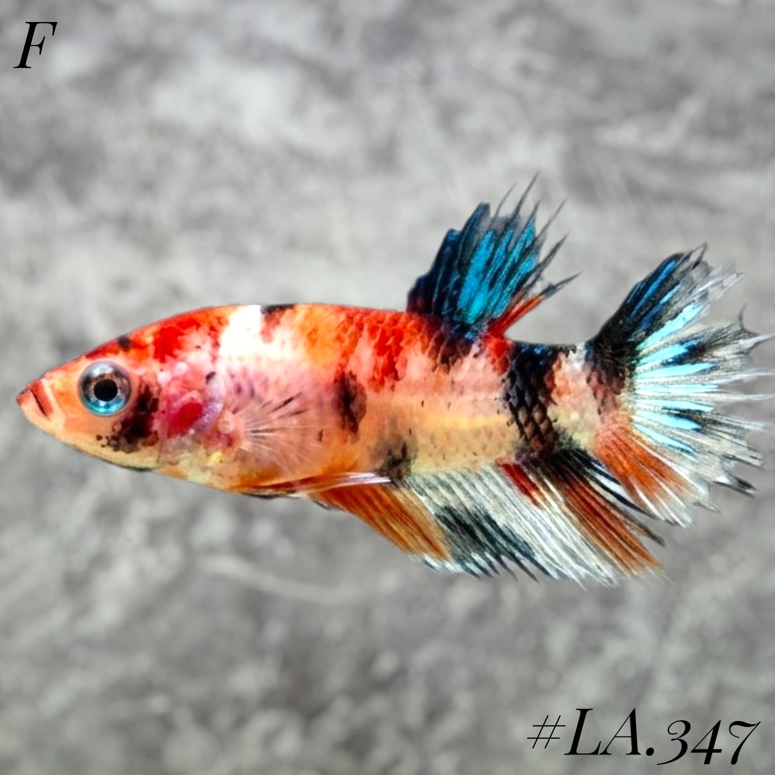 MULTICOLOR LEOPARD GALAXY  CROWNTAIL FEMALE #LA.347