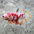 BARONGSAI PURPLE GOLD SHIMMER GALAXY HMPK MALE #LA.273
