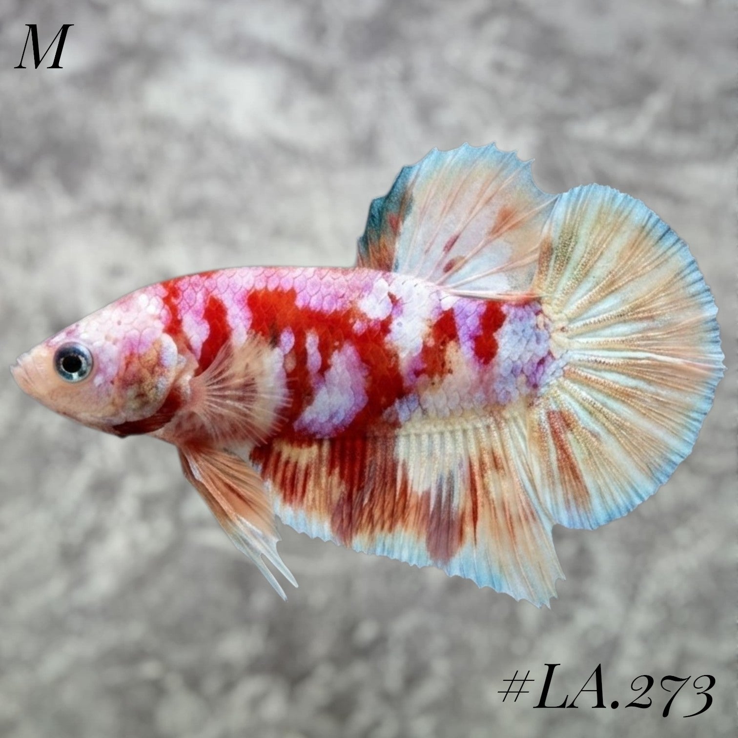 BARONGSAI PURPLE GOLD SHIMMER GALAXY HMPK MALE #LA.273