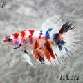 MULTICOLOR YELLOW TIGER GALAXY CROWNTAIL FEMALE #LA.214