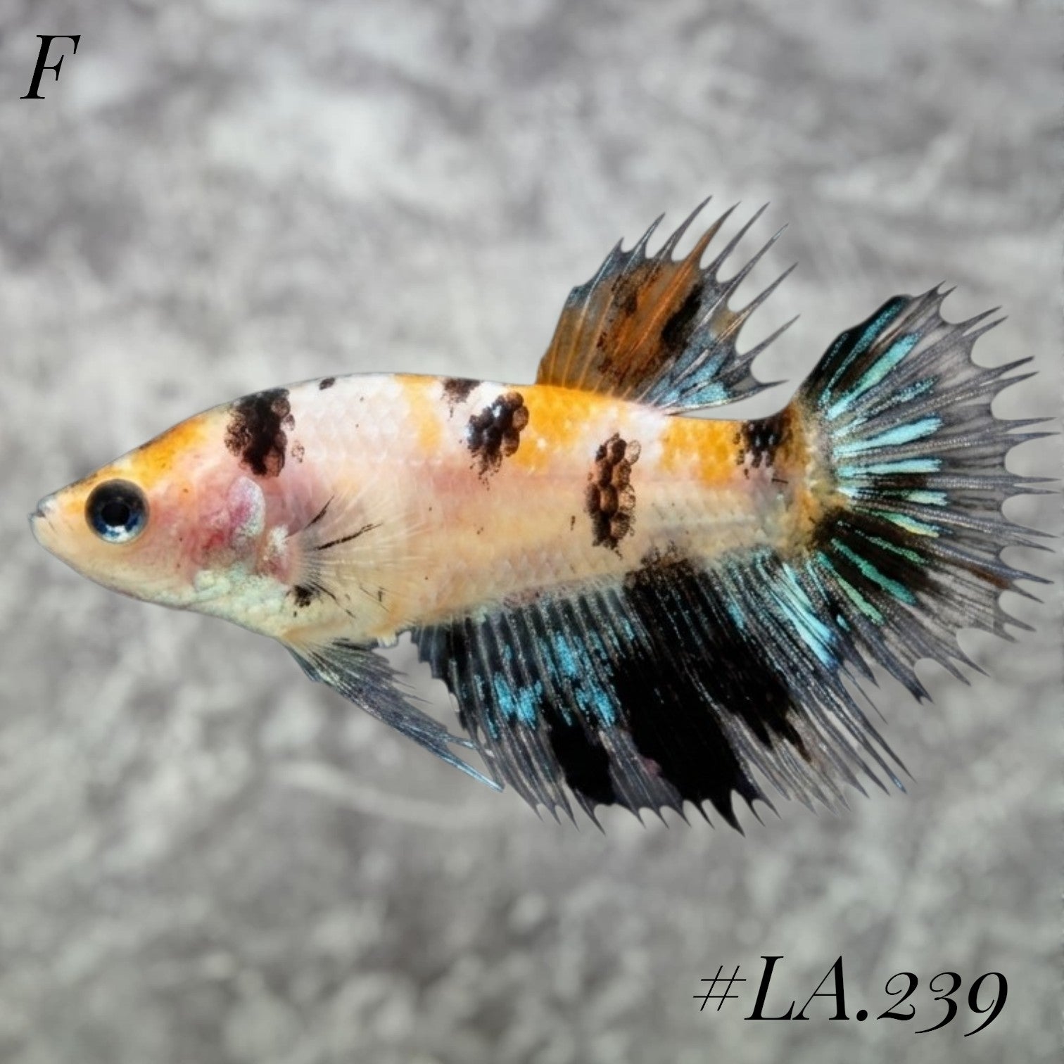 MULTICOLOR YELLOW BASE GALAXY FULL EGG CROWNTAIL FEMALE #LA.239