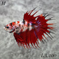 MULTICOLOR LEOPARD RED GALAXY CROWNTAIL MALE #LA.200